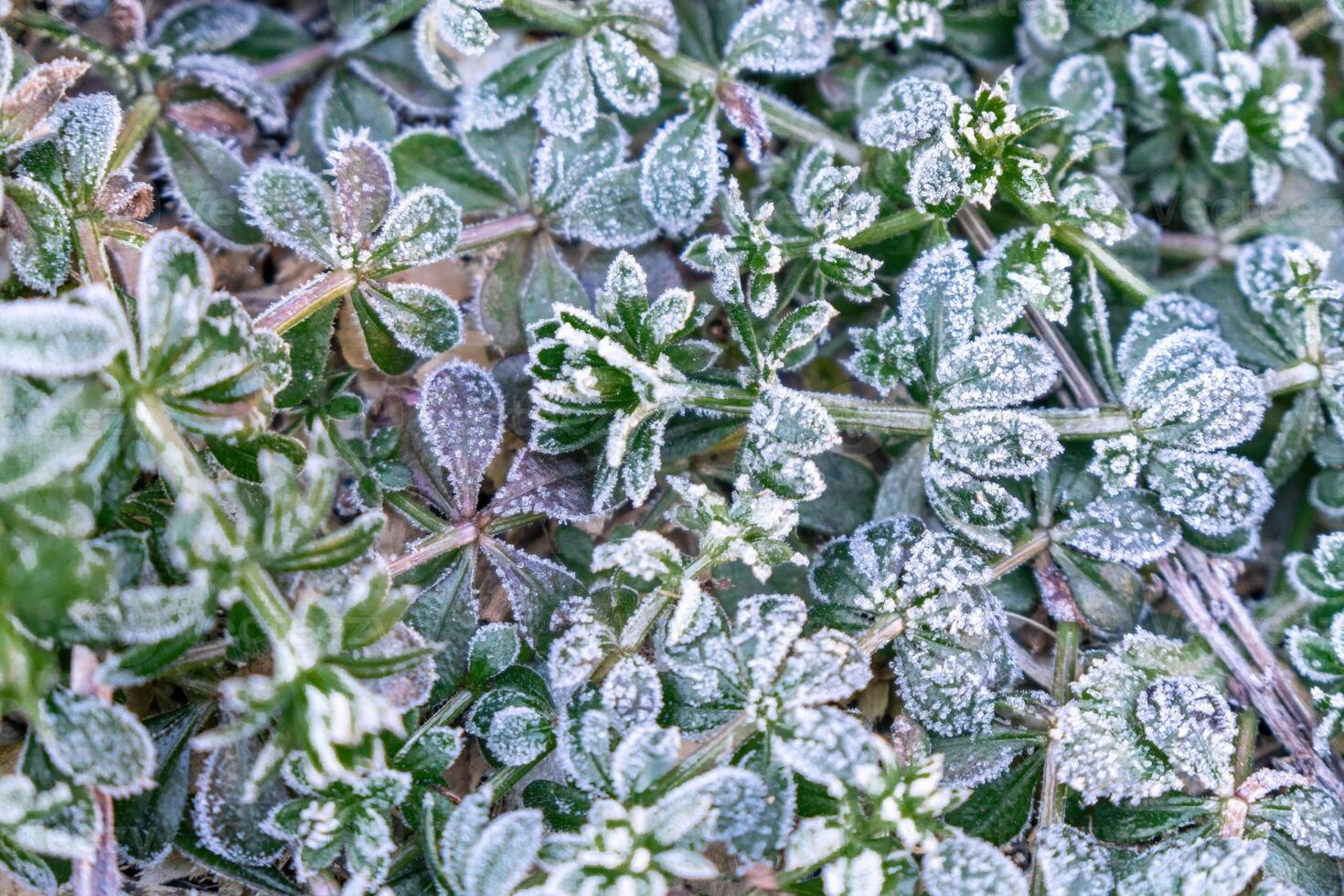 Selective focus. First frost on a frozen field plants, late autumn close-up. Beautiful abstract frozen microcosmos pattern. Freezing weather frost action in nature. Floral backdrop. photo
