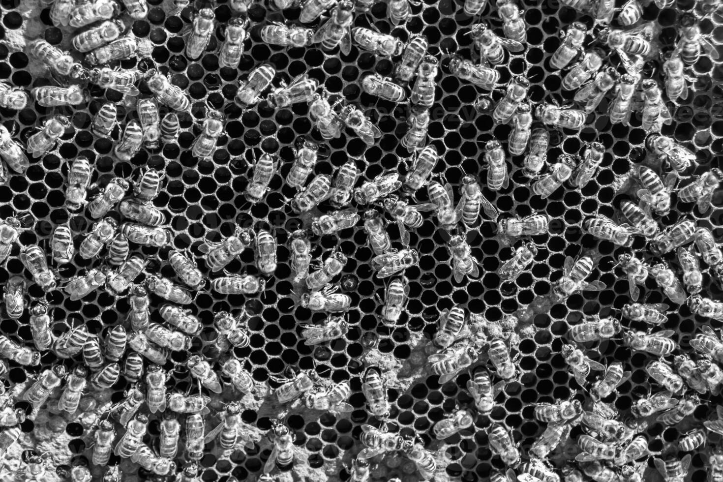 Abstract hexagon structure is honeycomb from bee hive filled photo