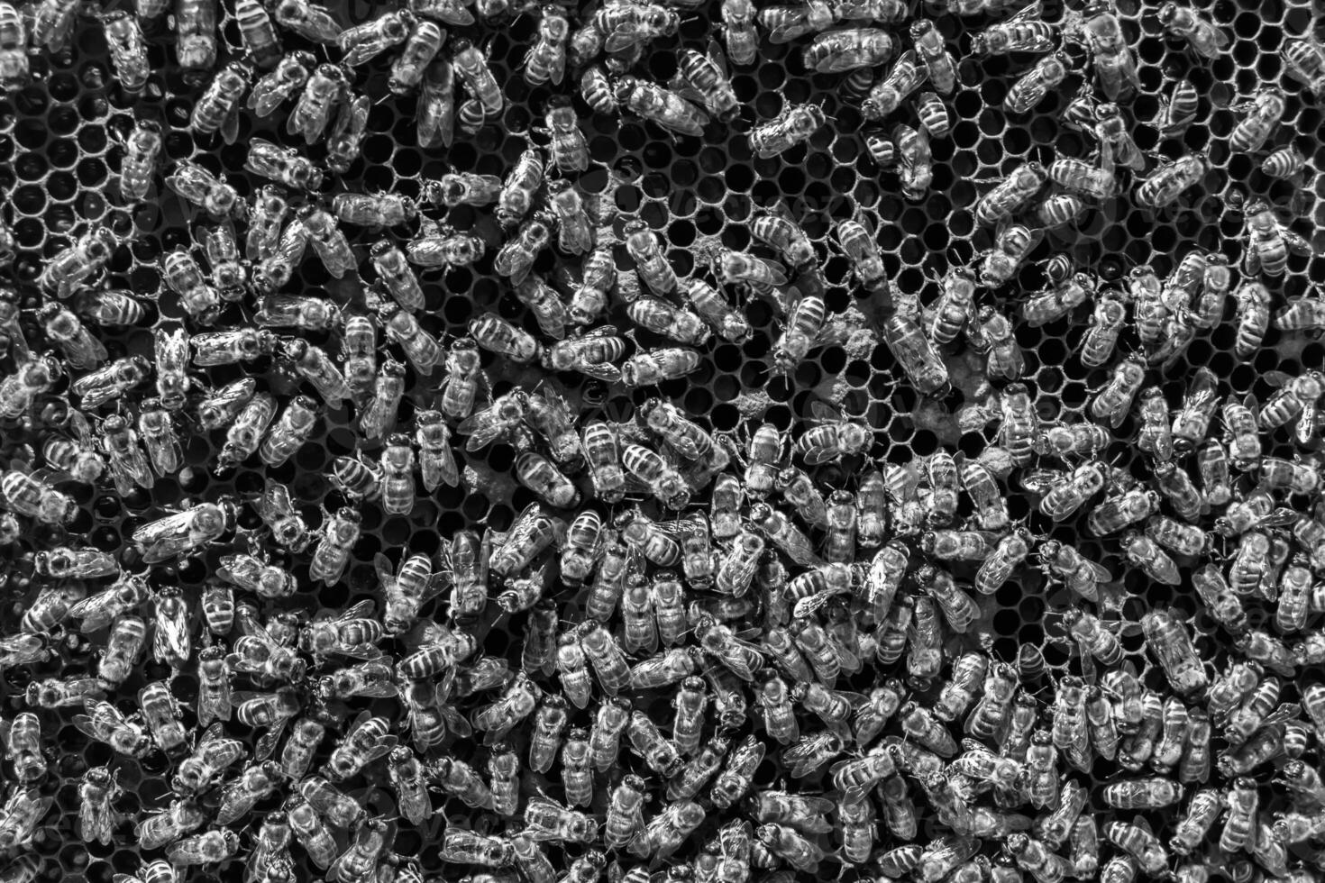 Abstract hexagon structure is honeycomb from bee hive filled photo