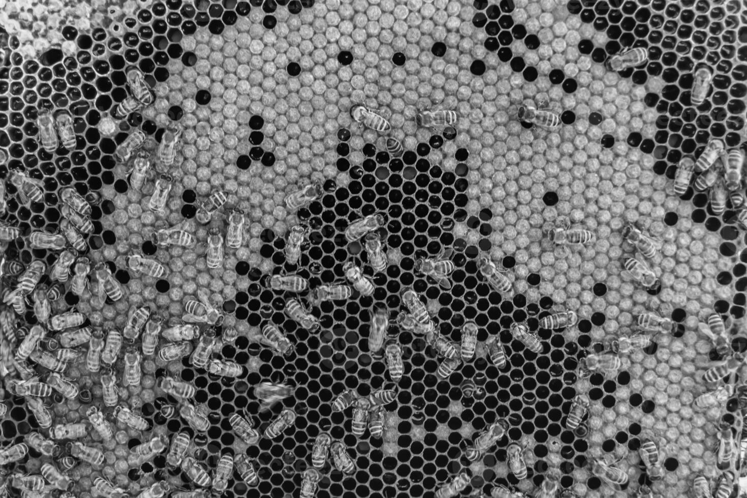 Abstract hexagon structure is honeycomb from bee hive filled photo
