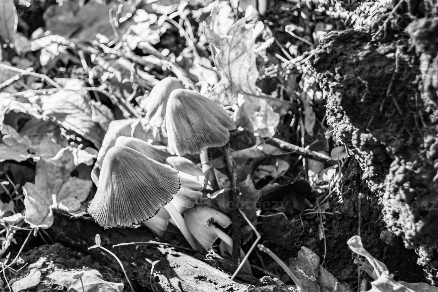 Photography to theme large beautiful poisonous mushroom in forest on leaves background photo