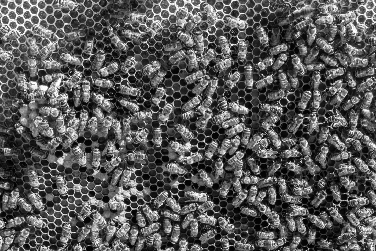 Abstract hexagon structure is honeycomb from bee hive filled photo