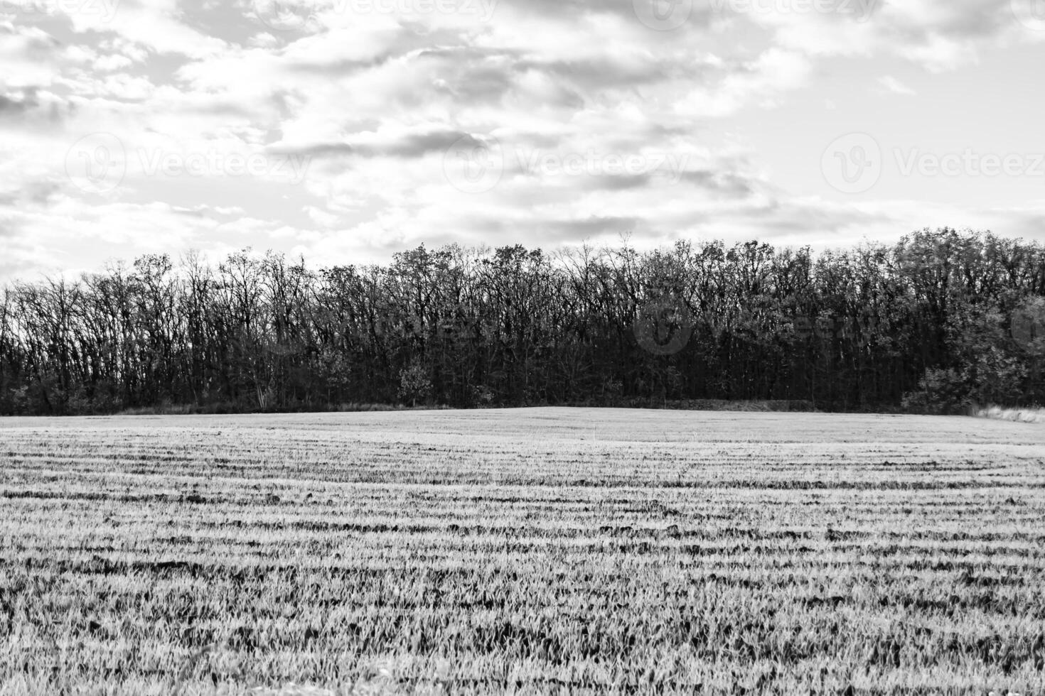 Photography on theme big empty farm field for organic harvest photo
