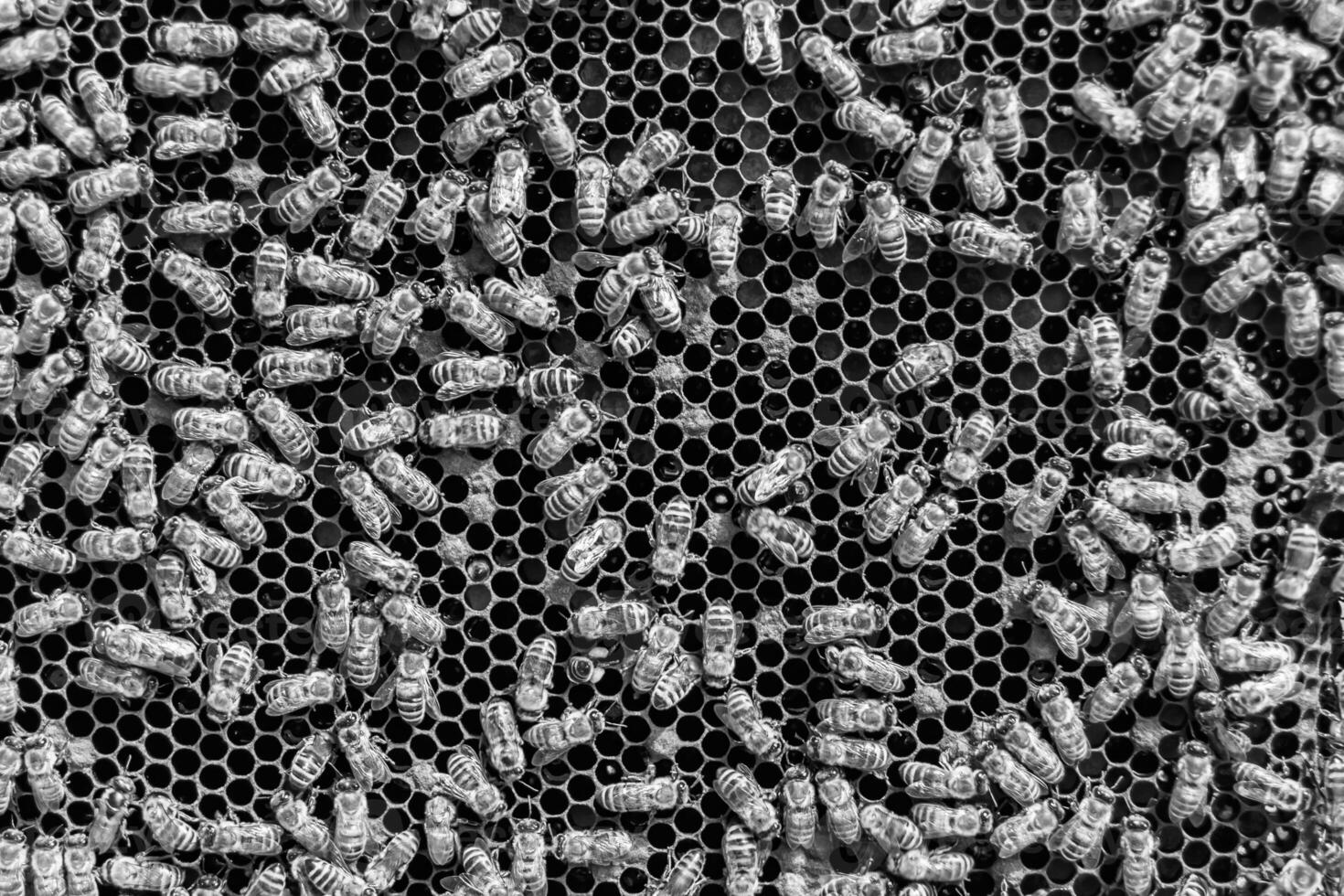 Abstract hexagon structure is honeycomb from bee hive filled photo