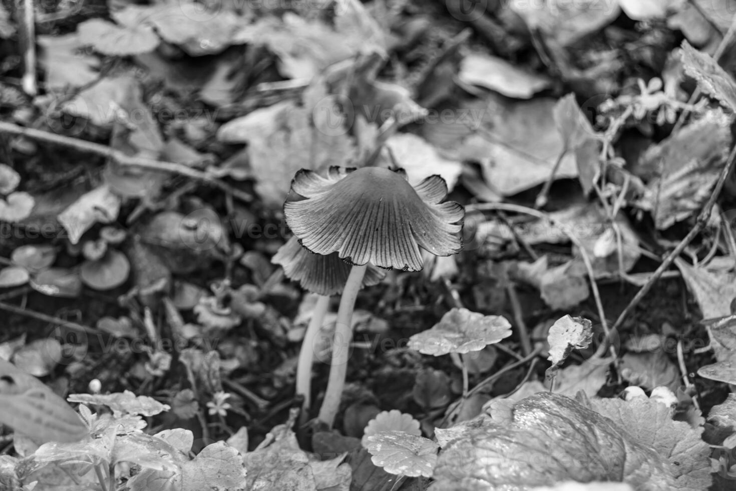 Photography to theme large beautiful poisonous mushroom in forest on leaves background photo