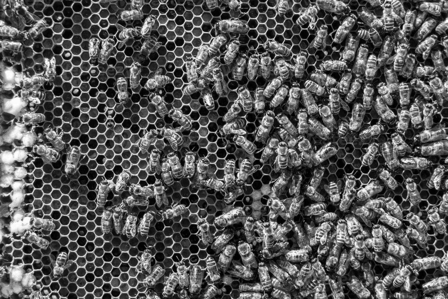 Abstract hexagon structure is honeycomb from bee hive filled photo