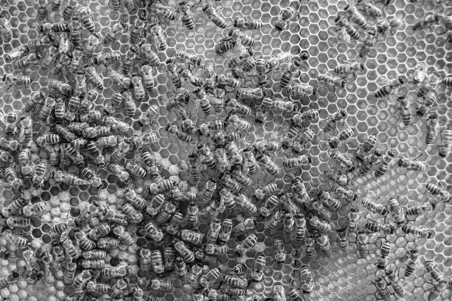 Abstract hexagon structure is honeycomb from bee hive filled photo