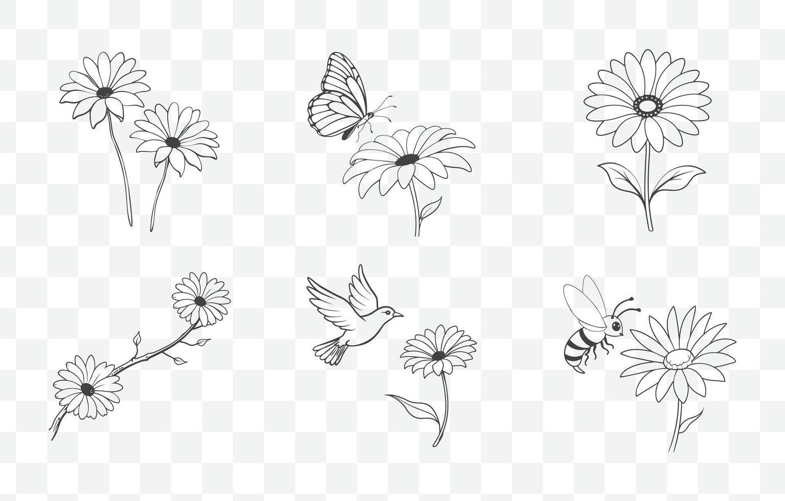 Print Osteospermum Flower Line Art Set Featuring Detailed Botanical Illustrations for Floral Design and Art Projects vector