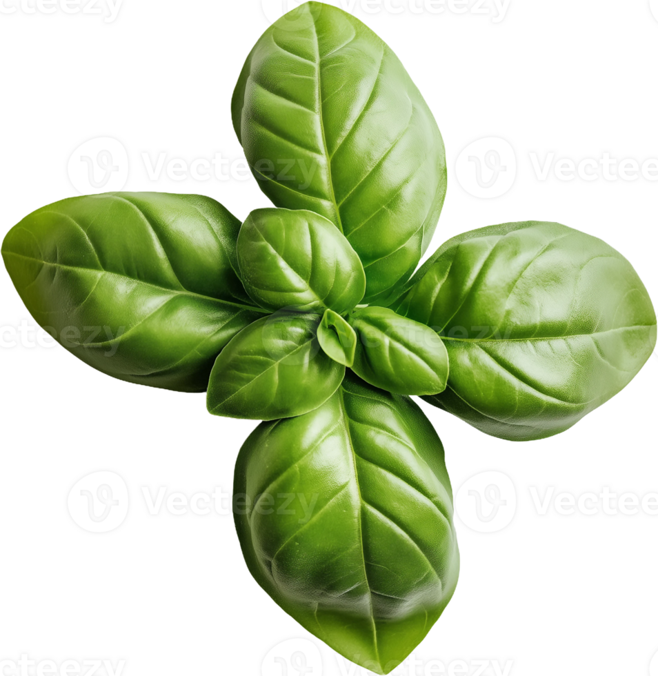 basil leaf on transparent background png
