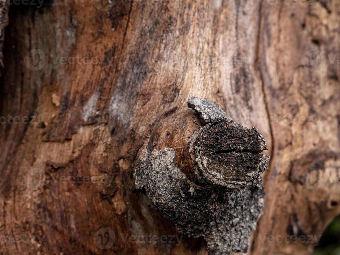 dry logs, one of the branches is black from being cut photo