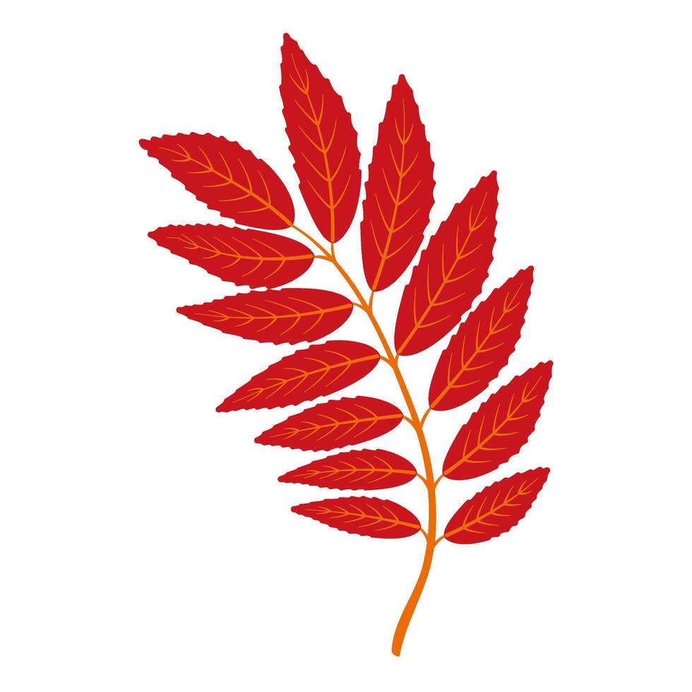 Autumn ailant leaf. Hand drawn trendy flat style isolated. autumn leaf, golden season illustration vector