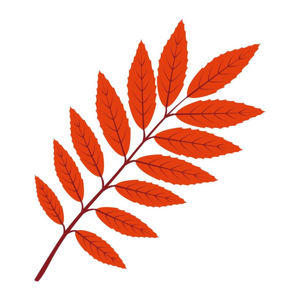 Autumn ailant leaf. Hand drawn trendy flat style isolated. autumn leaf, golden season illustration vector