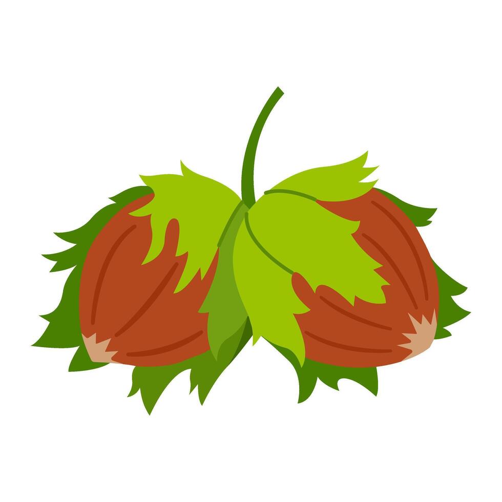 Hazelnuts, fresh and tasty, healthy treat, snacks. Hand drawn trendy flat style isolated illustration vector