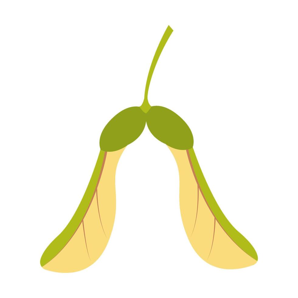 Maple seed. Hand drawn trendy flat style isolated on white illustration. vector