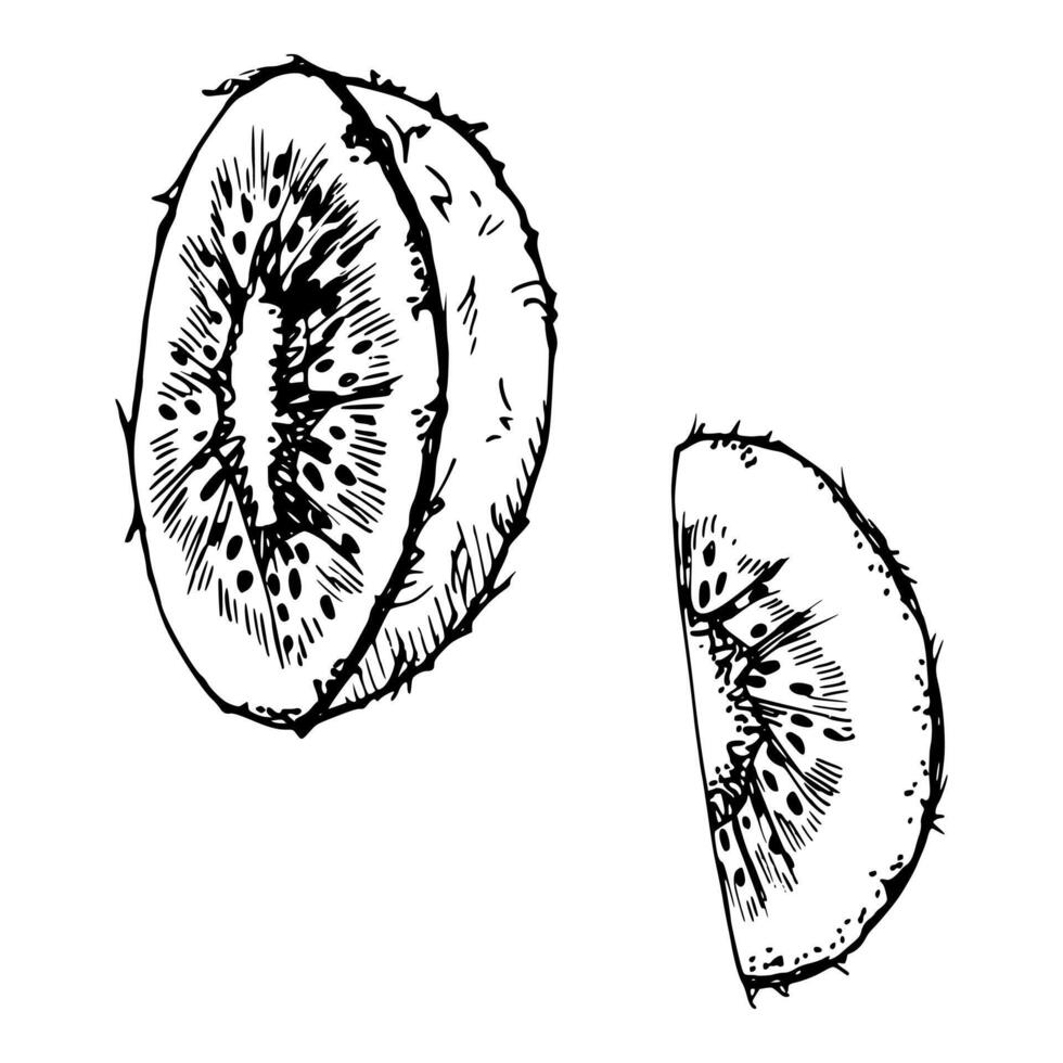Green kiwi fruit, whole and slice for diet and healthy lifestyle vegan cooking. Hand drawn ink. Illustration single object isolated on white background. Design recipe book, website, card, menu vector