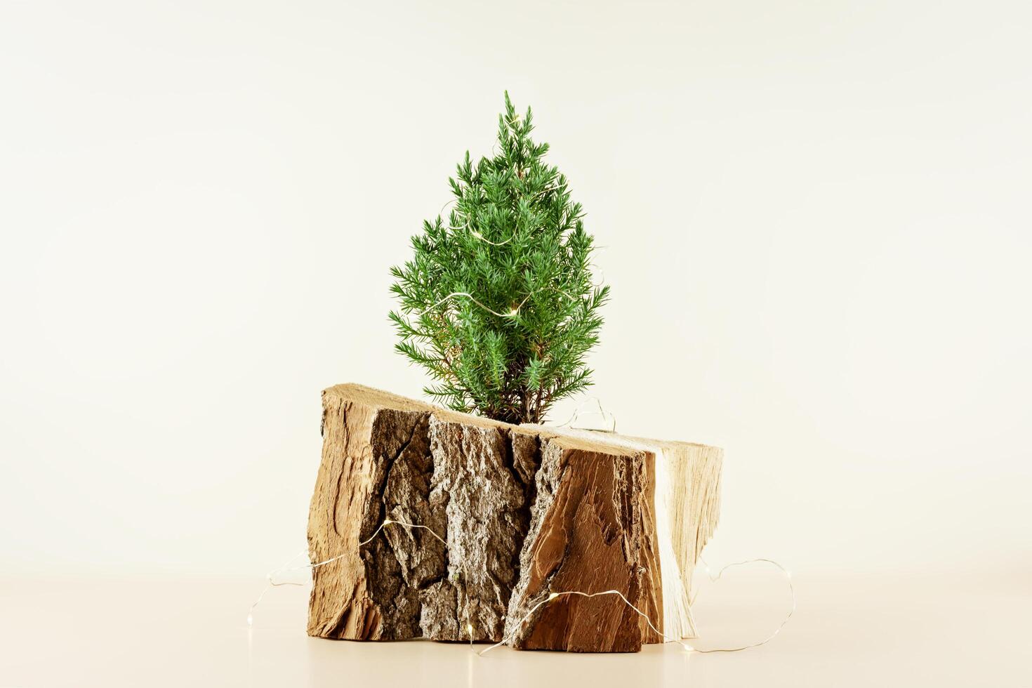 Small home planted Christmas tree with in a wooden pot photo