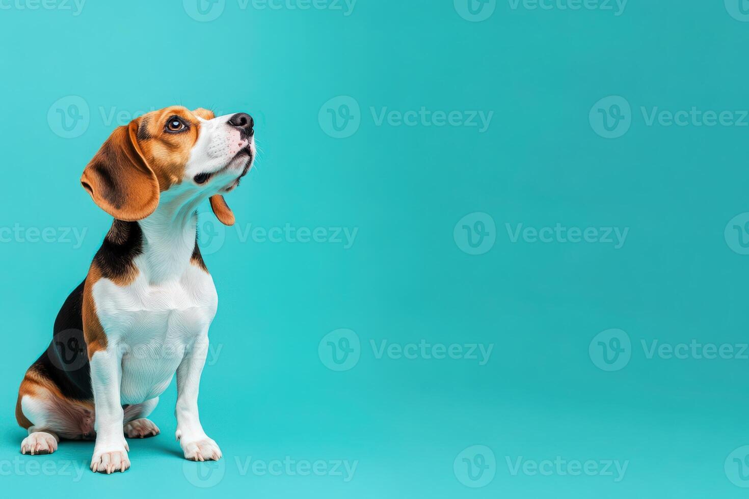 A playful beagle sits attentively on a clean turquoise background, showcasing its curious nature and charming expression. photo