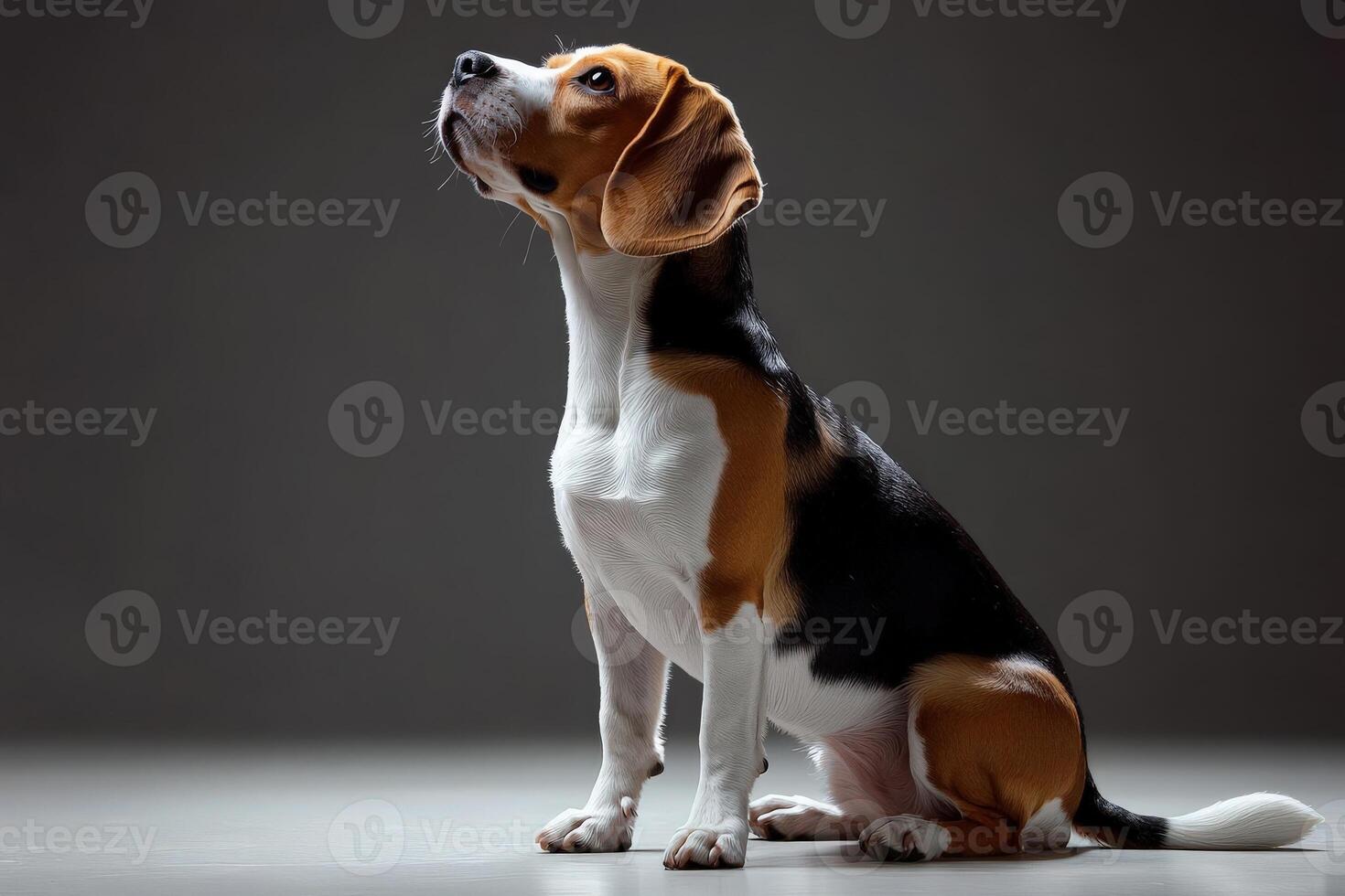 A beagle sits with an attentive expression, looking up thoughtfully against a minimalist background, highlighting its charming features. photo
