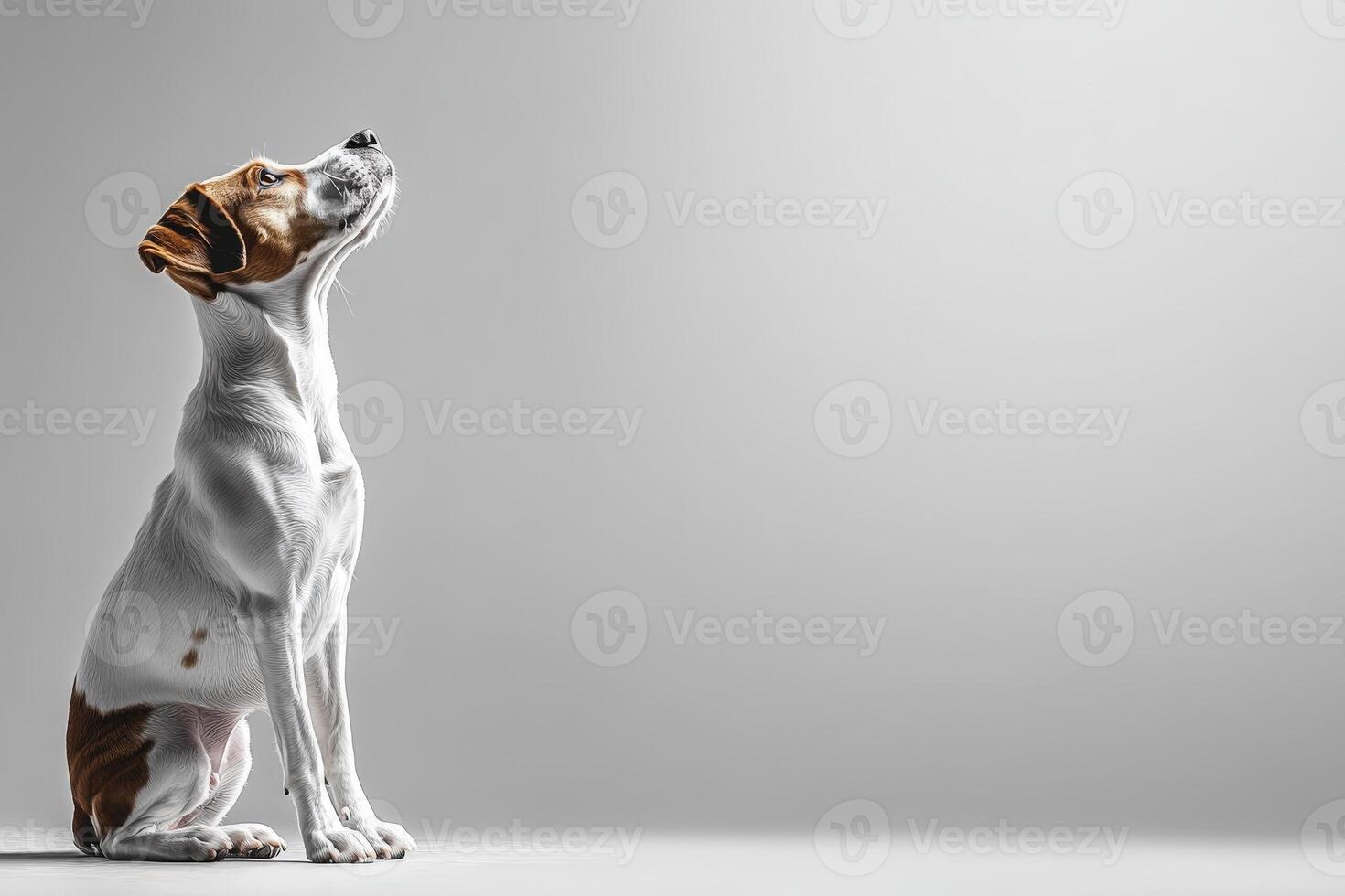 A boxer dog sits alert and attentive, gazing upwards, framed by a clean, solid background that enhances its striking features. photo