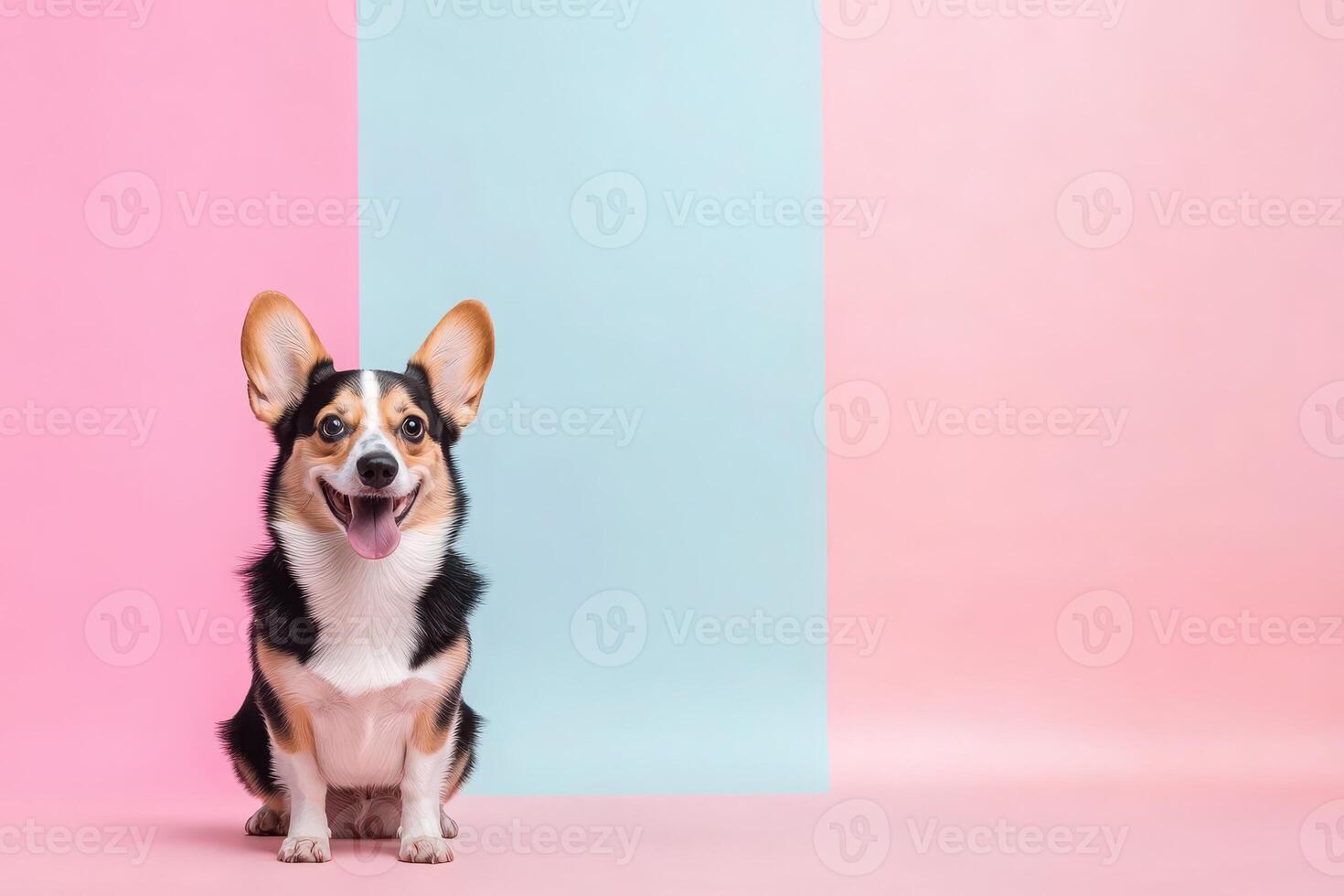 A joyful corgi sits on a colorful backdrop, exuding charm and cheerfulness, ready to capture hearts. photo