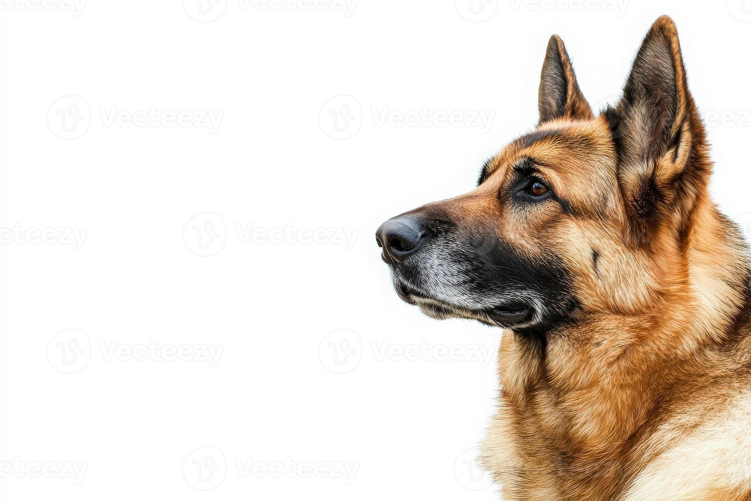 A majestic German Shepherd stands with a focused gaze, showcasing its intelligence and loyalty against a pristine backdrop. photo