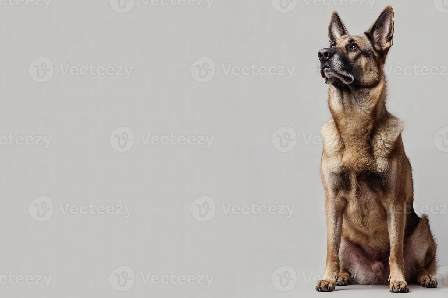 A graceful German Shepherd sits attentively, its expressive eyes gazing upward, embodying loyalty and strength in a serene setting. photo