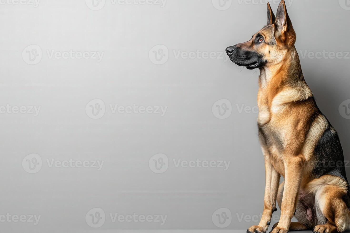 A striking German Shepherd sits poised and alert against a simple, clean background, exuding elegance and strength. photo
