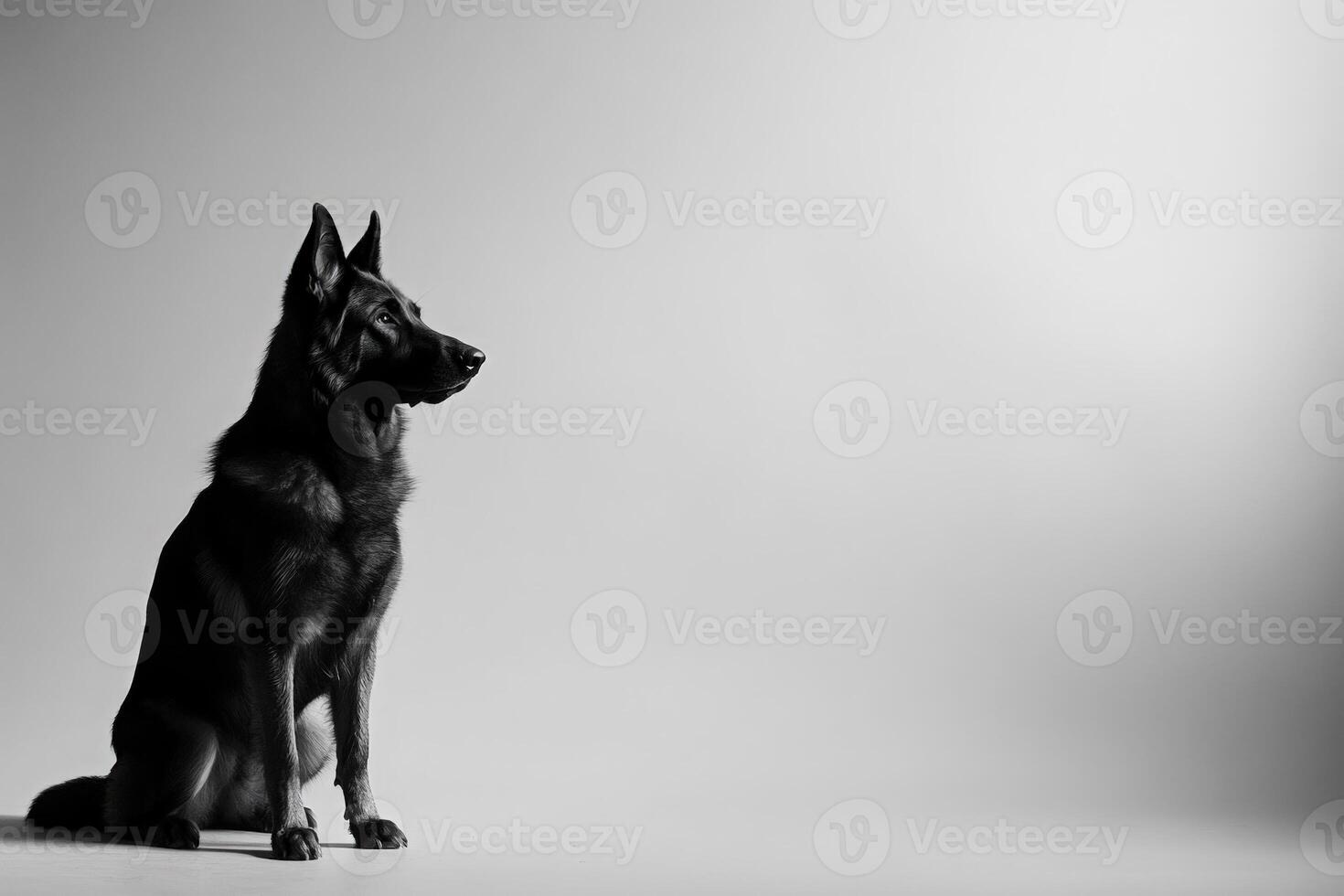 A regal German Shepherd sits elegantly on a clean surface, showcasing its striking profile and attentive demeanor. photo