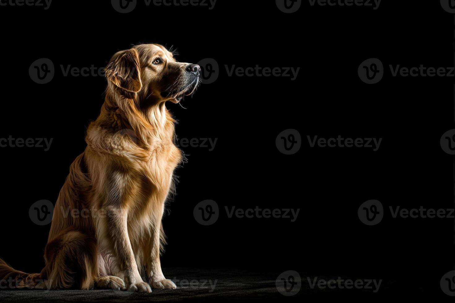 A golden retriever sits gracefully, gazing into the distance with a regal demeanor, highlighted by dramatic lighting. photo