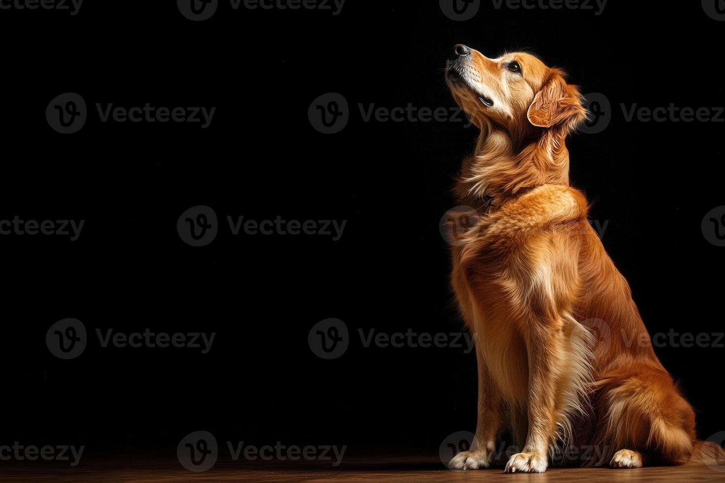 A golden retriever sits gracefully, gazing upward with a curious expression, its fur gleaming softly in the dim light. photo
