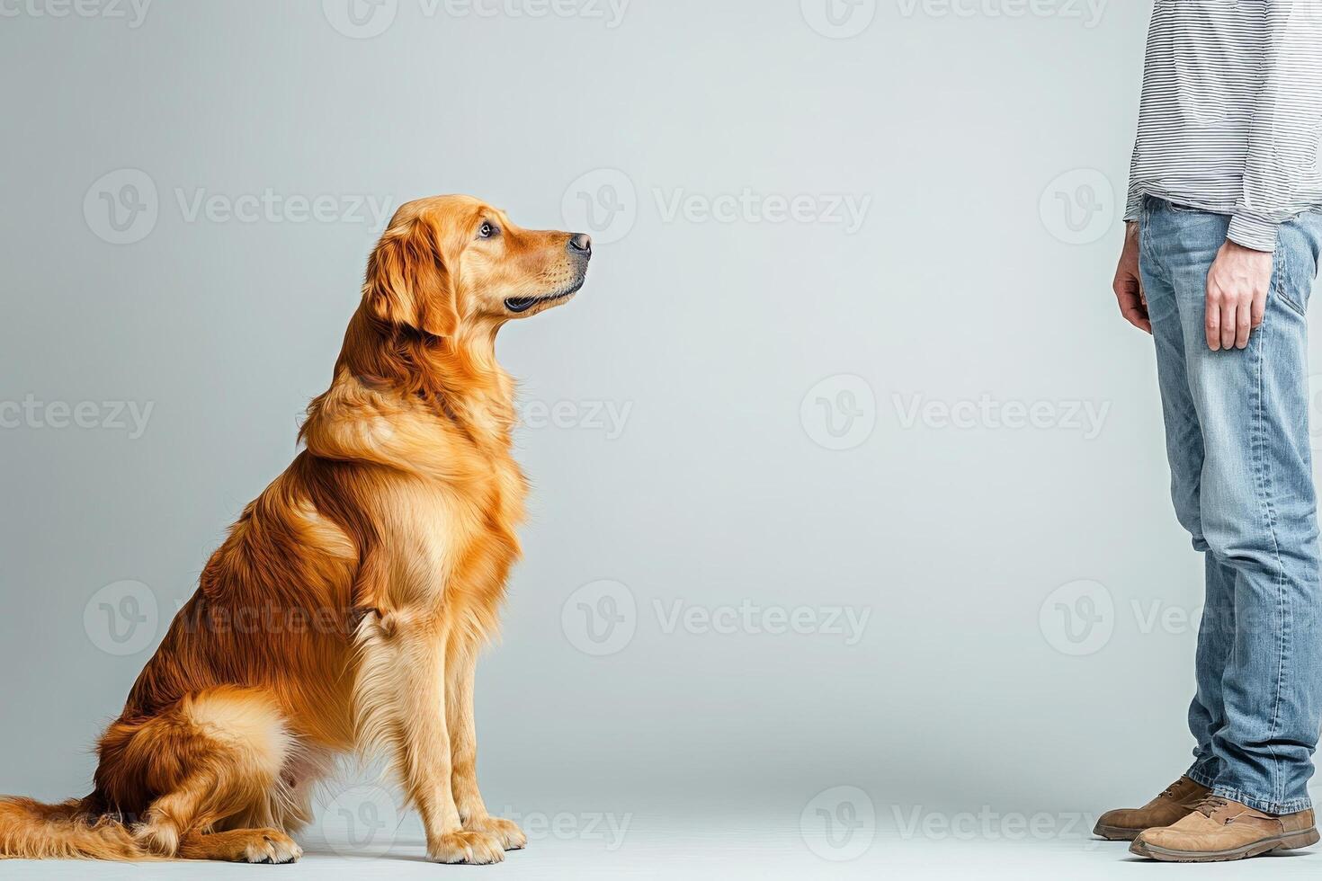 A golden retriever sits peacefully, eyes fixed on its owner who stands nearby, creating a warm atmosphere. photo