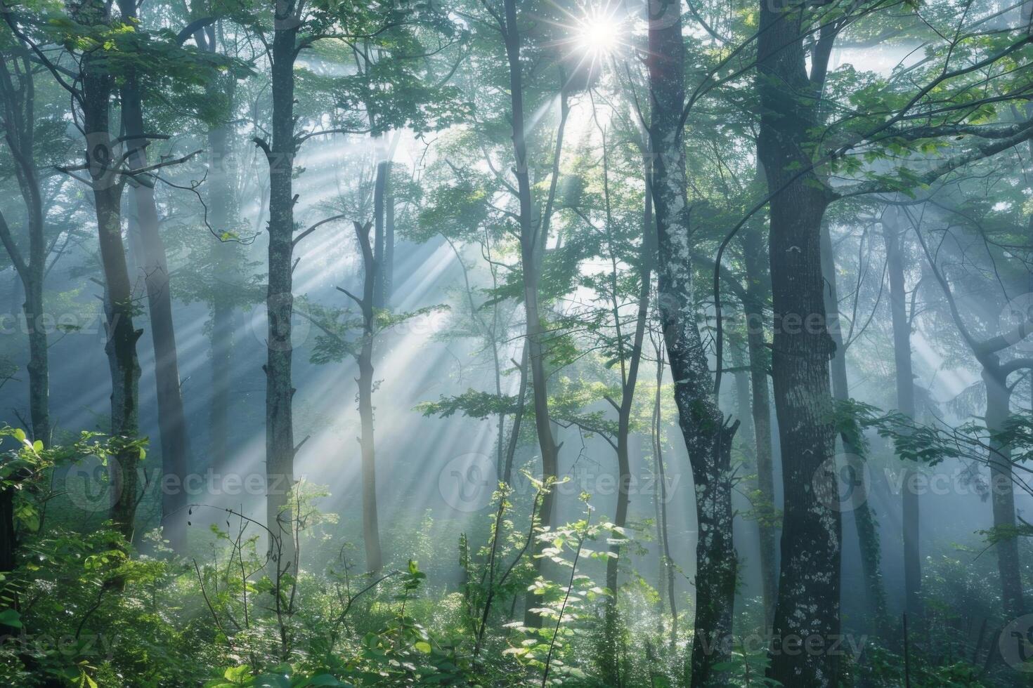 Sunbeams Filtering Through Forest Trees photo