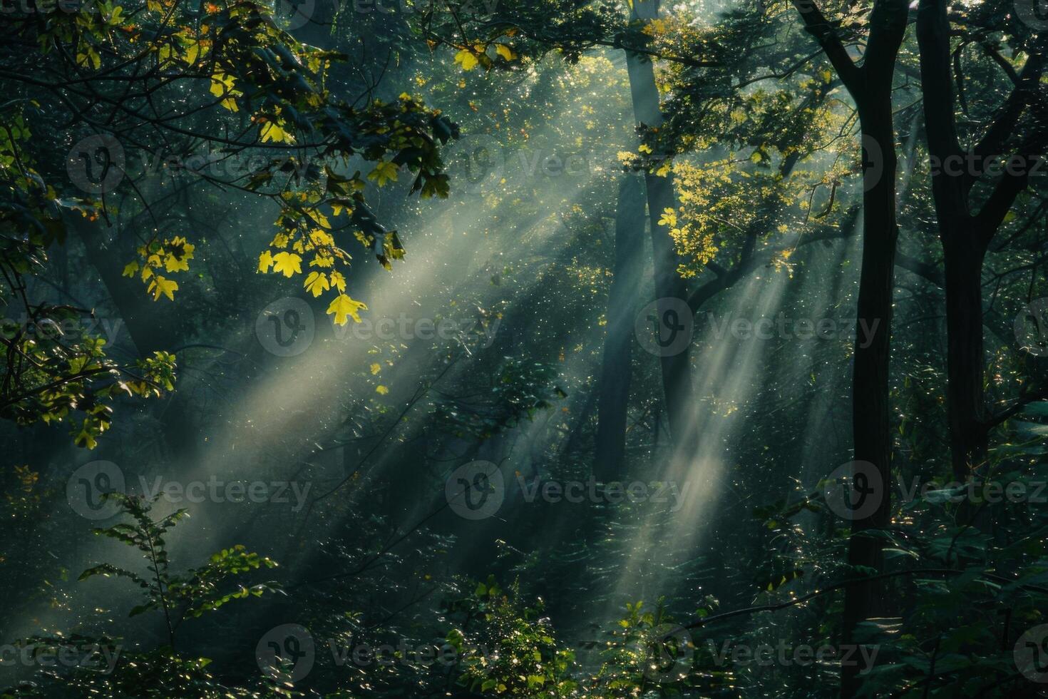 Sunbeams Filtering Through Forest Trees photo