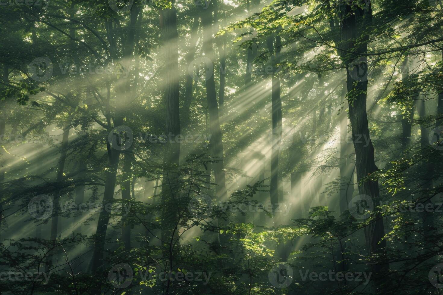 Sunbeams Filtering Through Forest Trees photo