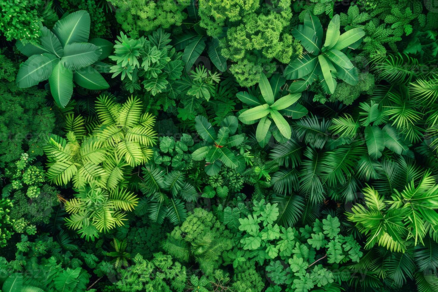 Lush Green Foliage Top View photo