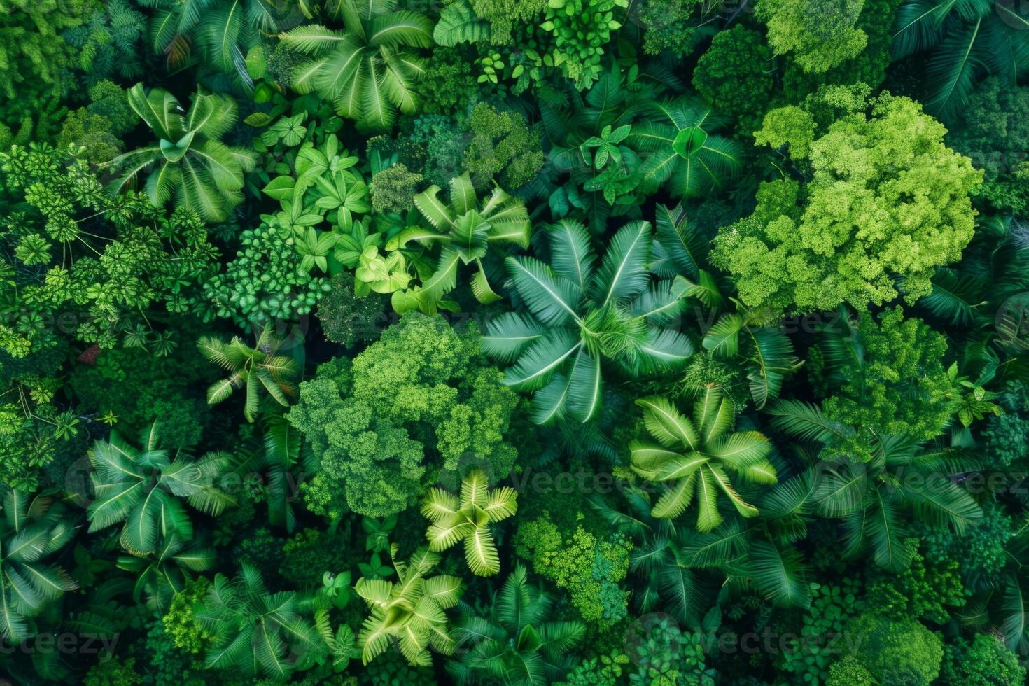 Lush Green Foliage Top View photo