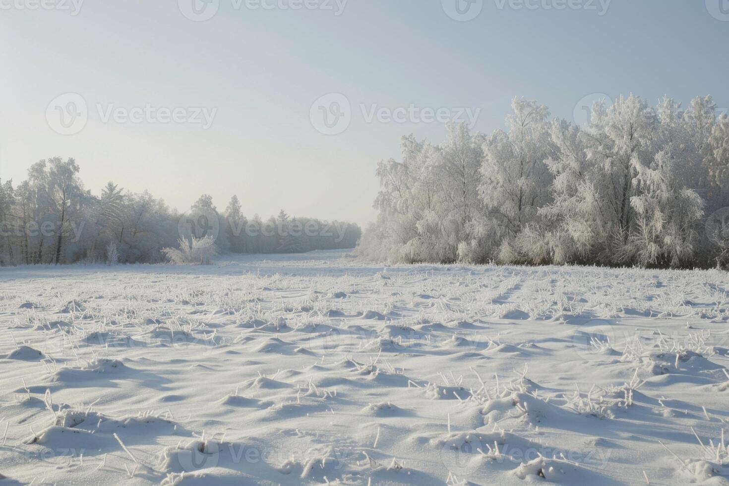 Winter Landscape with Snow-Covered Field and Trees photo