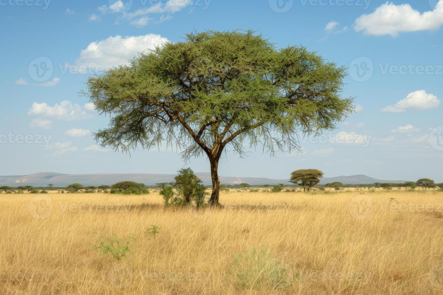 Lonely Acacia Tree on African Savannah photo