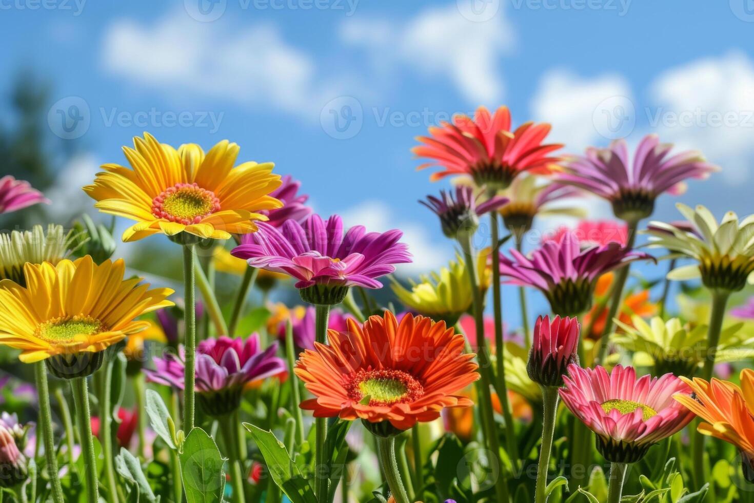 Colorful Wildflowers in Bloom on Sunny Day photo