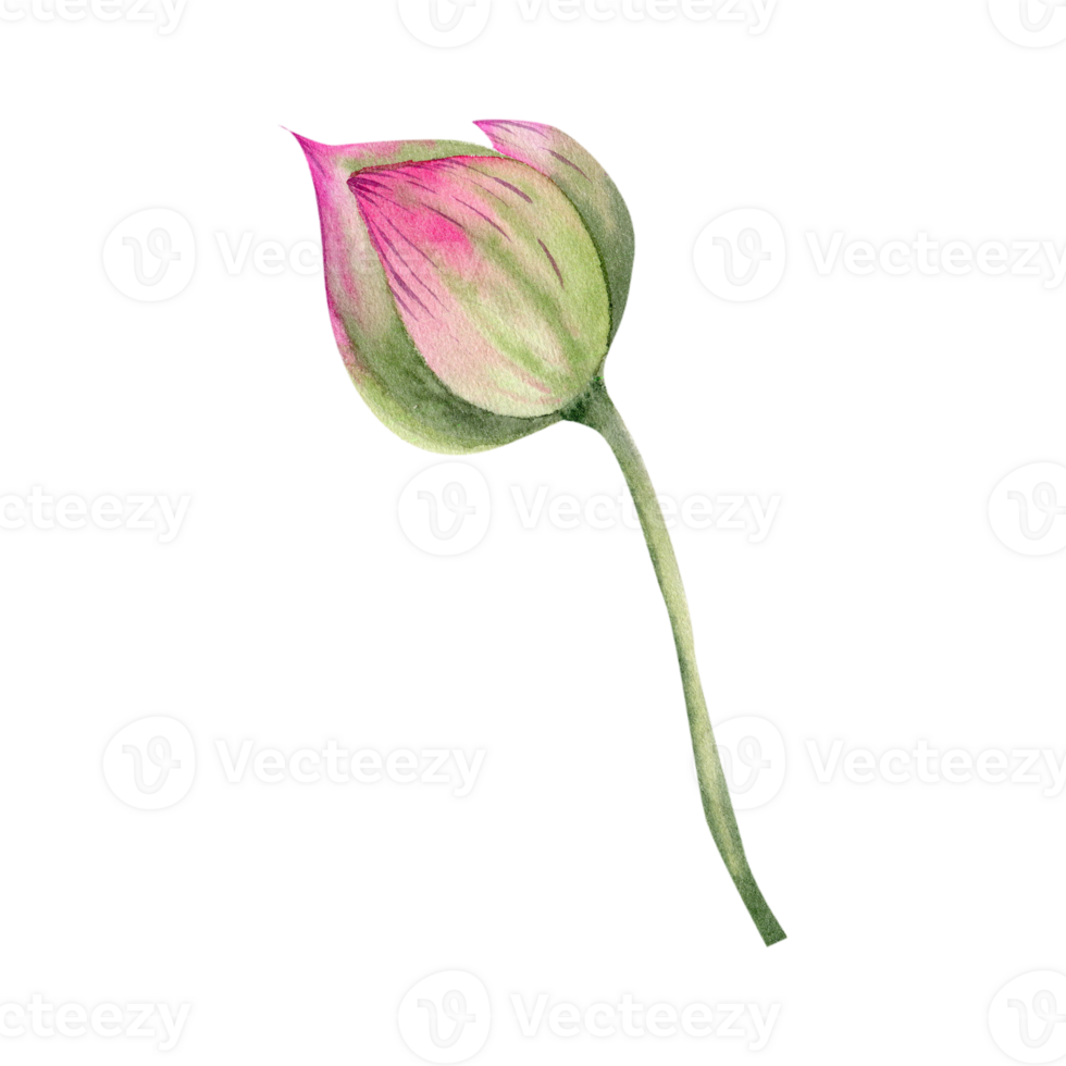 Pink lotus flower bud watercolor illustration. Hand drawn botanical clip art of water lily, floral element for zen, meditation center decor, cosmetics , face and body care design png