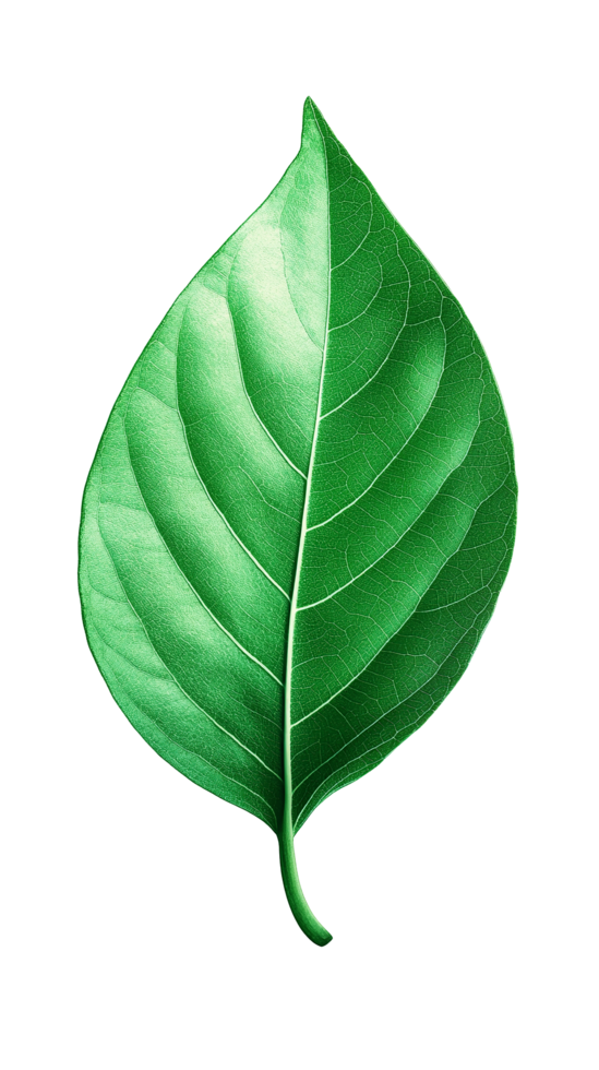 Green tropical leaves as element on transparent background png