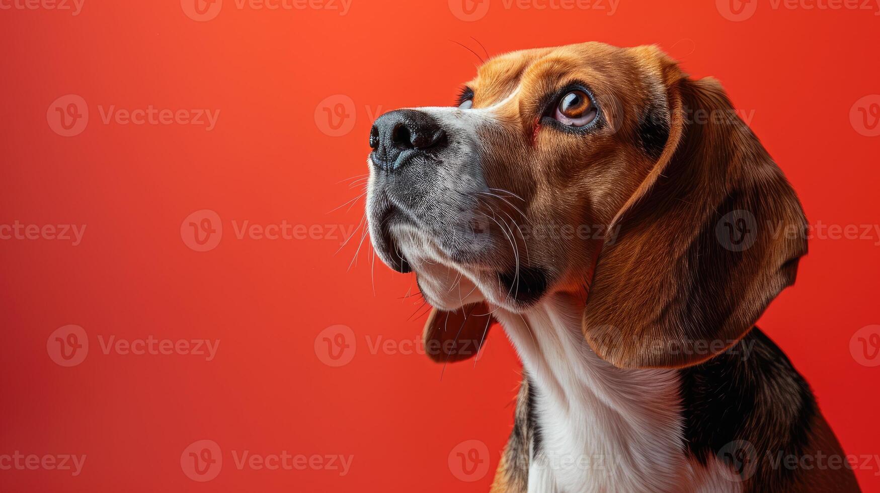 A Beagle Dog Looking Up with a Red Background photo