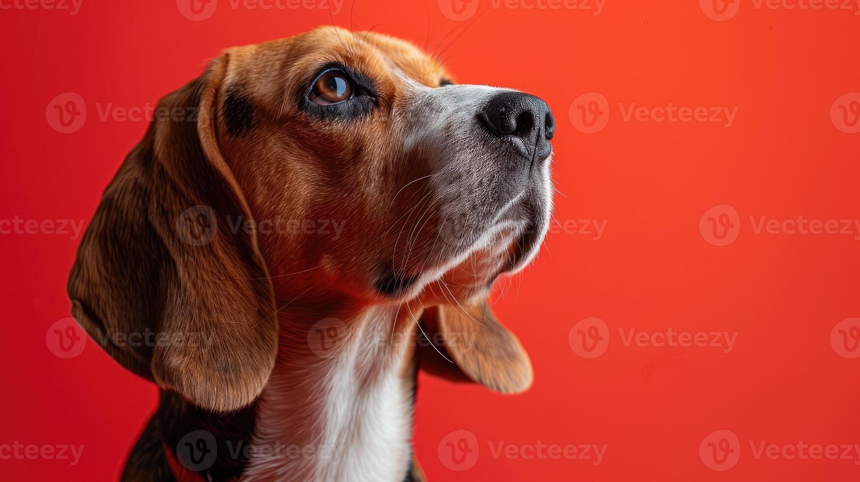 Beagle Dog Looking Up with a Red Background photo
