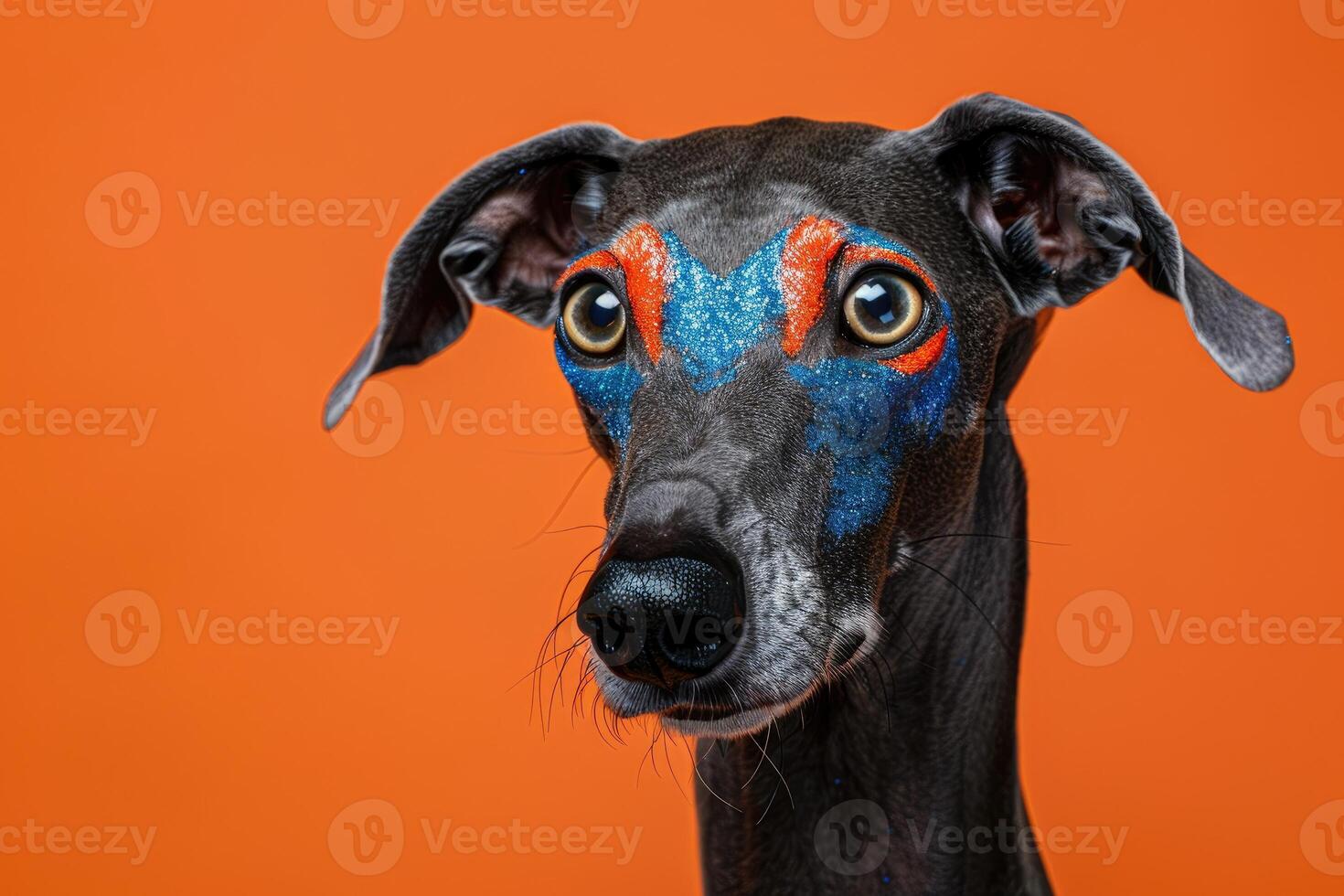 Close-up of a Black Greyhound with Blue and Orange Glitter Makeup photo