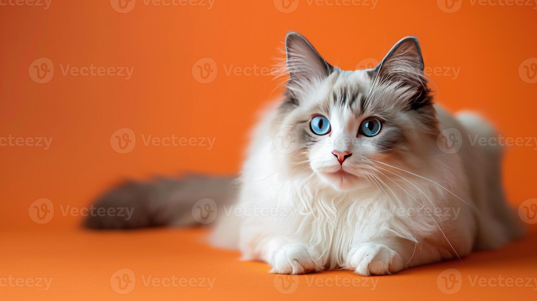 White Ragdoll Cat with Blue Eyes on Orange Background photo