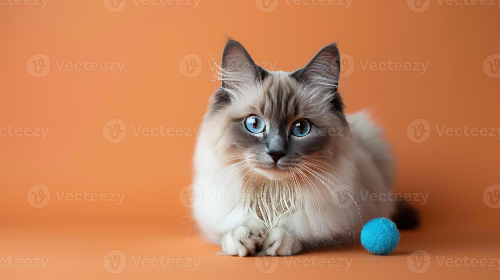 A Ragdoll Cat with Blue Eyes Lying on Orange Background with a Blue Toy photo