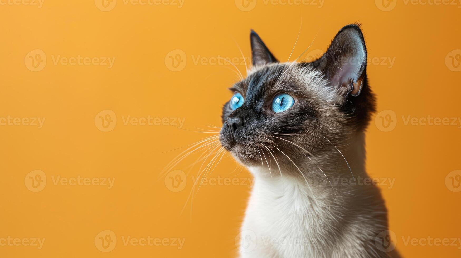 Close-up Portrait of a White and Gray Cat with Blue Eyes Against an Orange Background photo