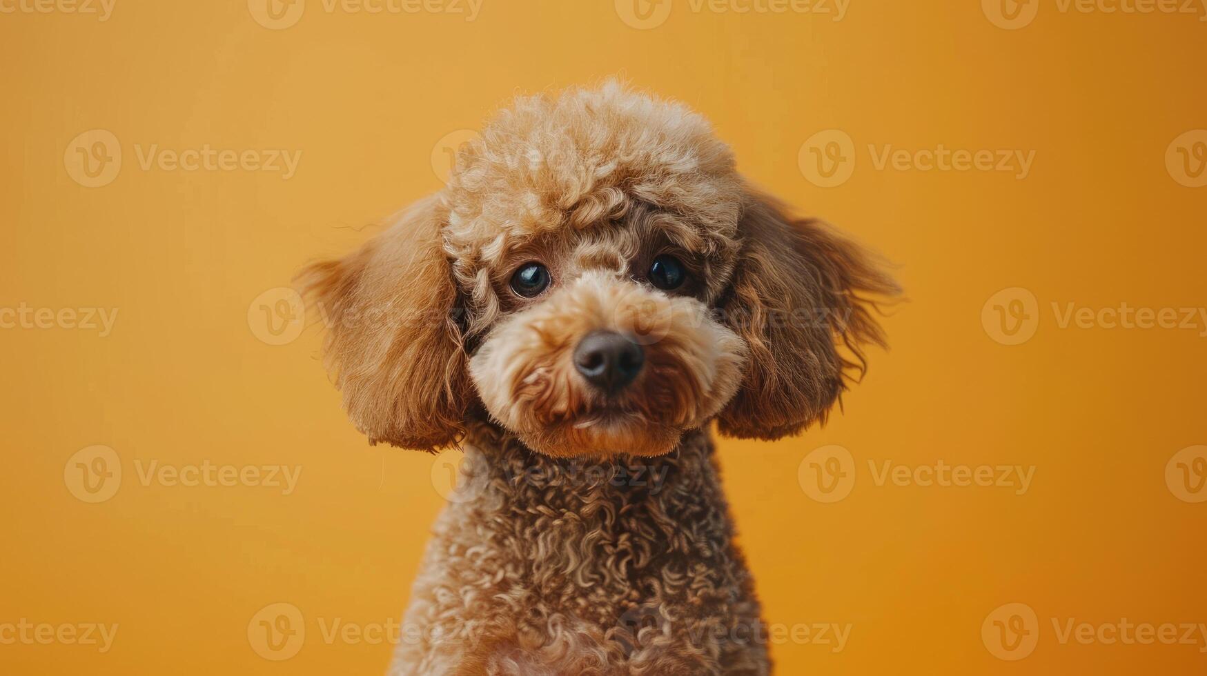 A Brown Poodle with a Serious Expression Against a Yellow Background photo