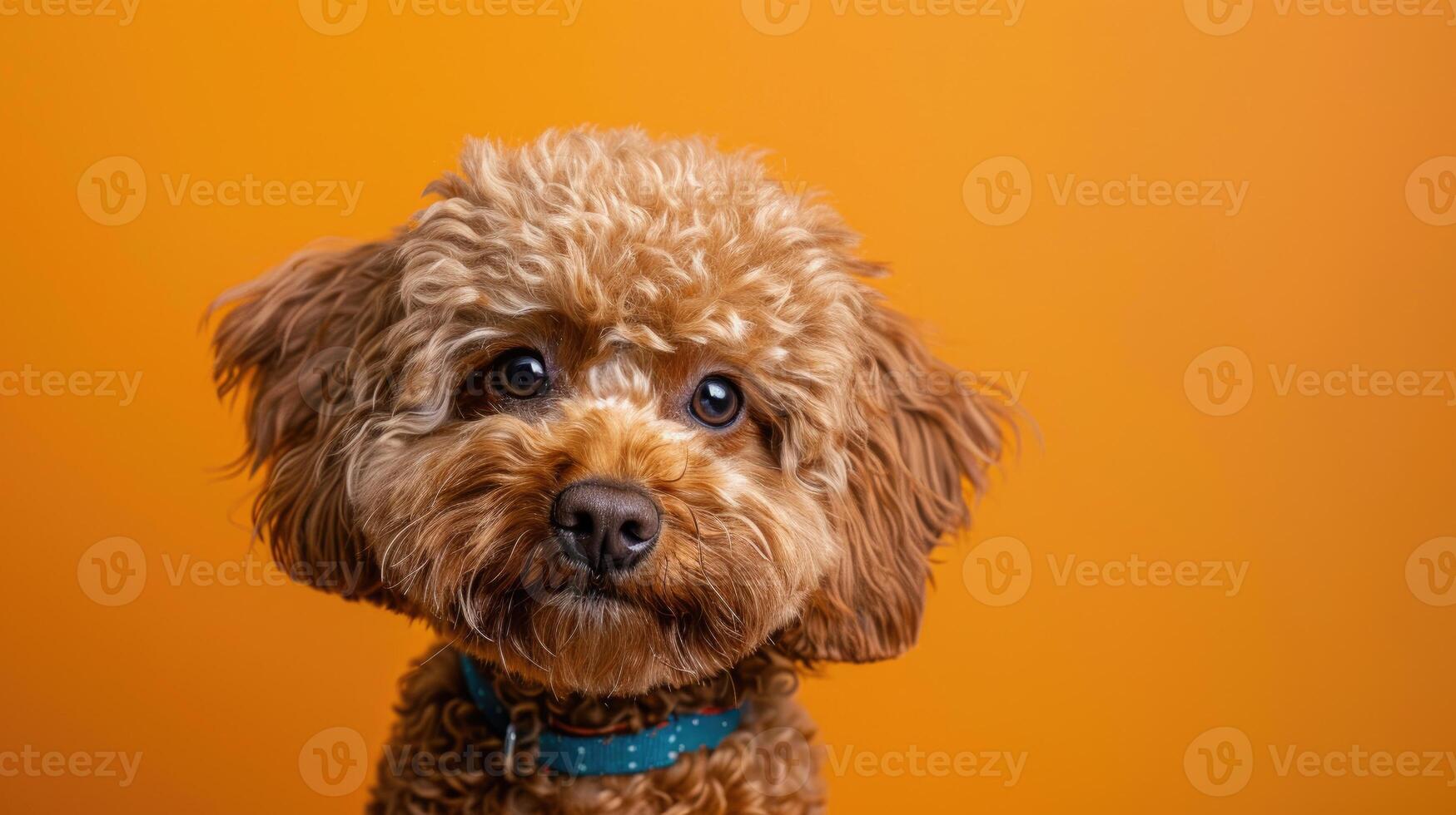 A Close-up Portrait of a Brown and White Curly-Haired Dog with a Blue Collar Against an Orange Background photo