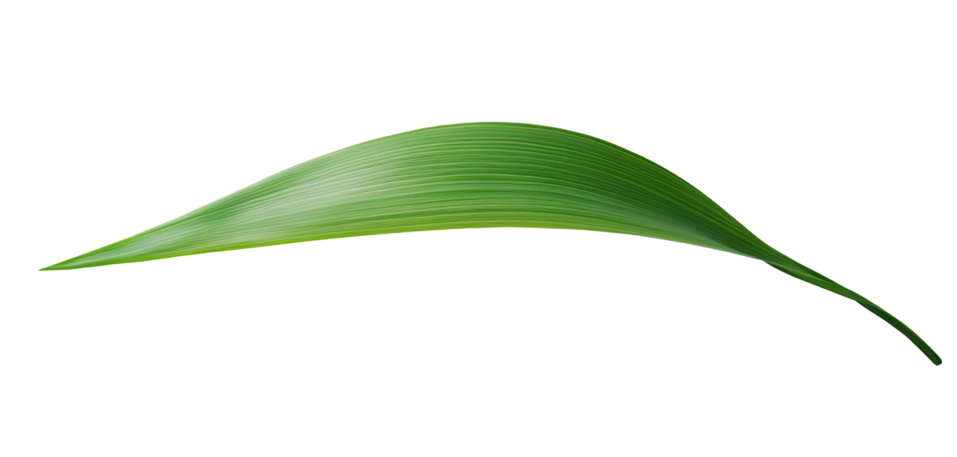 Green tropical leaves as element on transparent background png